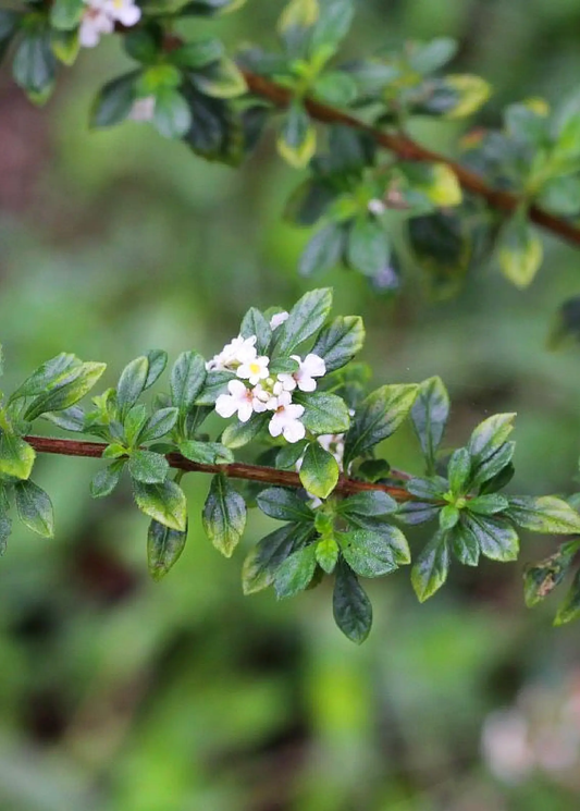 Jamaican Oregano herb plant Lippia micromera Sow Exotic with green leaves and white flowers on Tampa Home & Garden Store