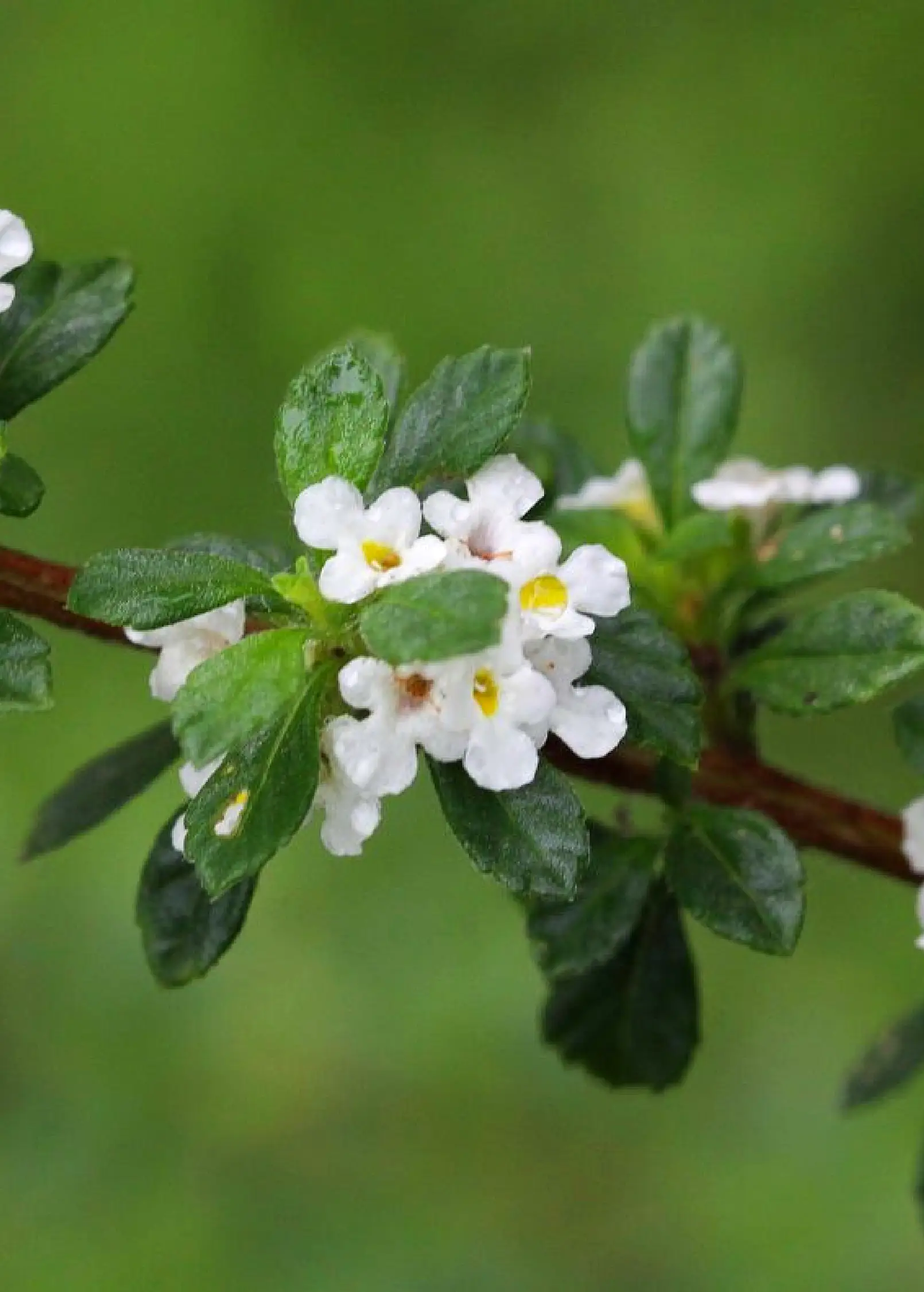 Jamaican Oregano (Lippia micromera) - Tampa Home & Garden Store