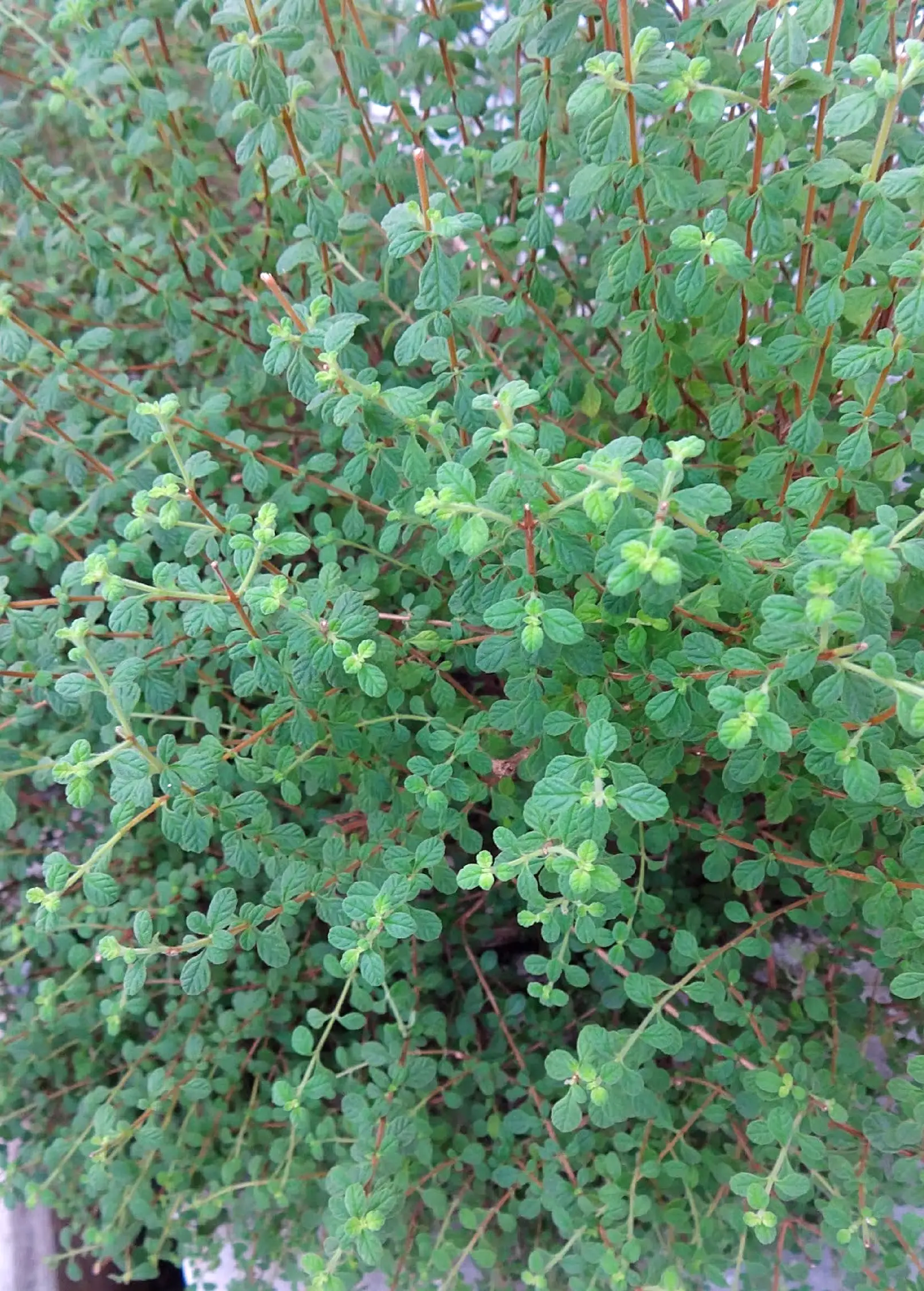 Jamaican Oregano (Lippia micromera) - Tampa Home & Garden Store