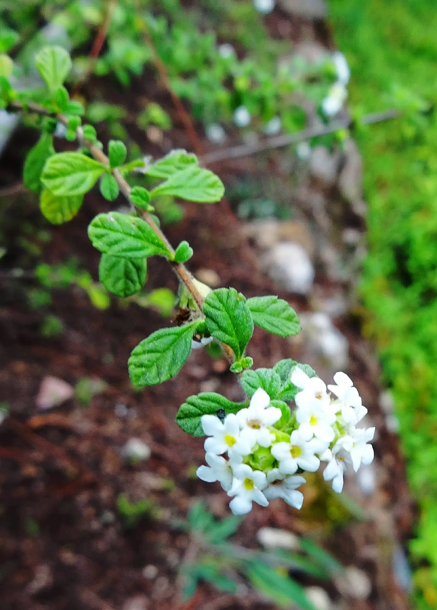 Jamaican Oregano (Lippia micromera) - Tampa Home & Garden Store
