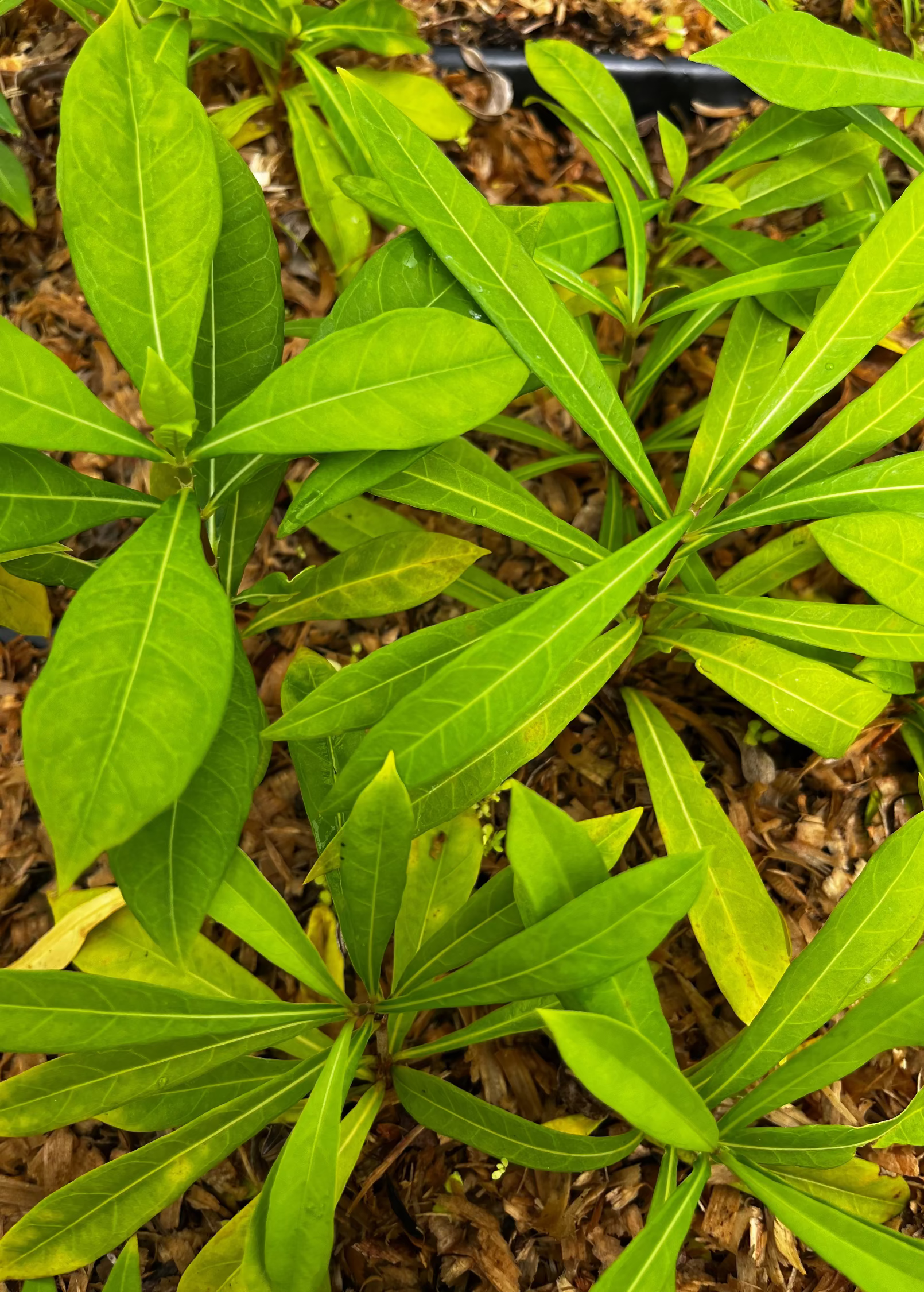 Jamaican Strongback (Desmodium incanum) - Tampa Home & Garden Store