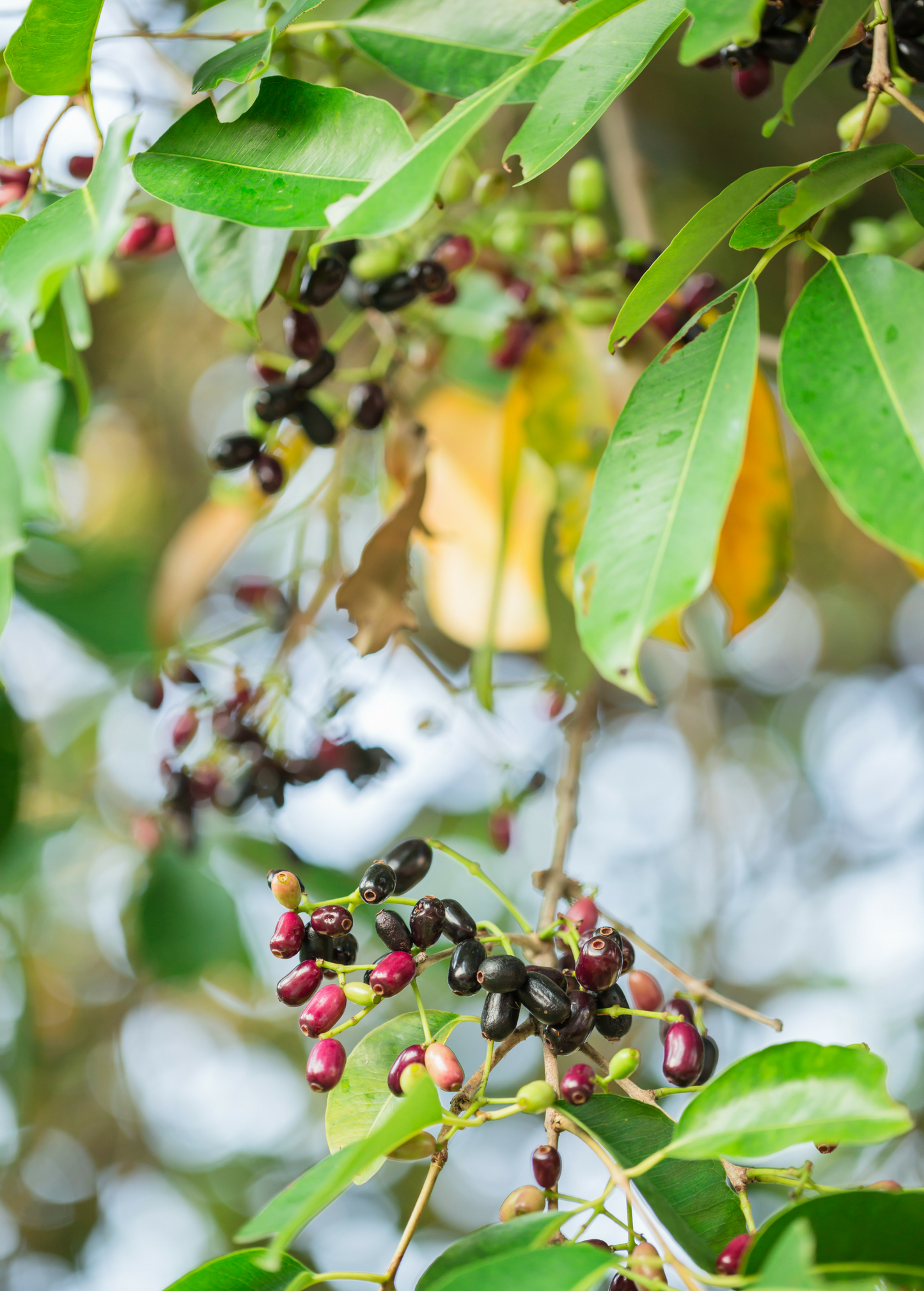 Jamun (Syzygium cumini) - Tampa Home & Garden Store