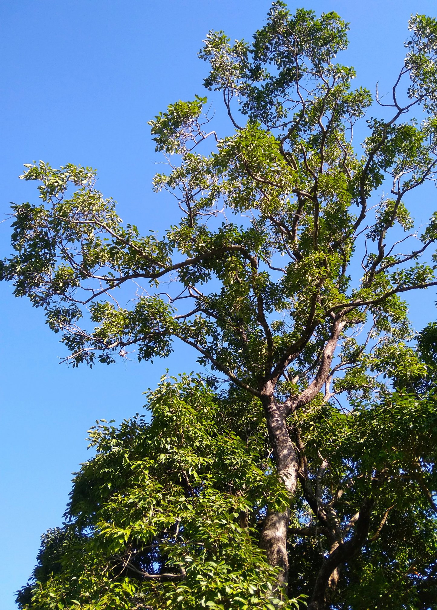 Jamun (Syzygium cumini) - Tampa Home & Garden Store