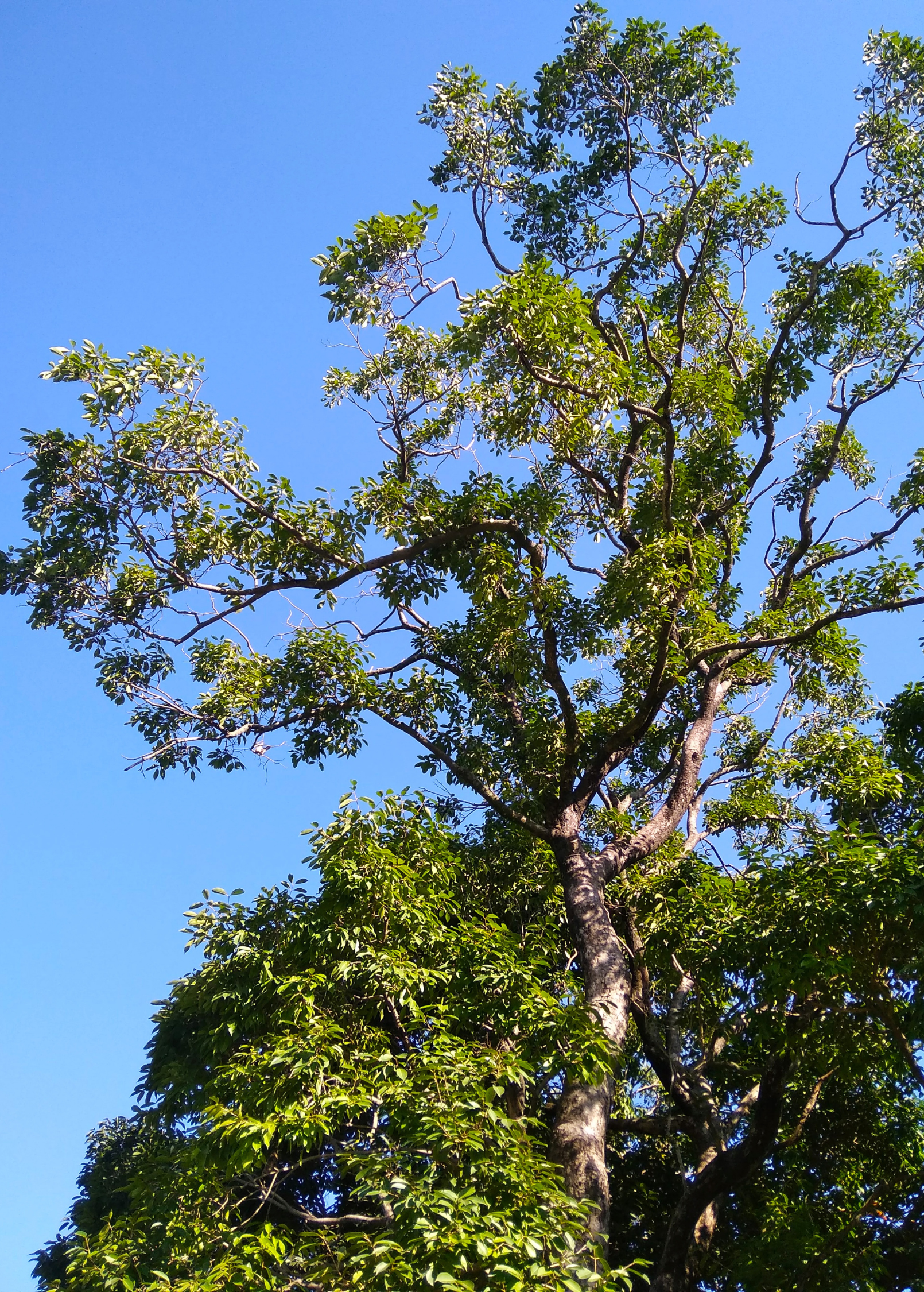 Jamun (Syzygium cumini) - Tampa Home & Garden Store