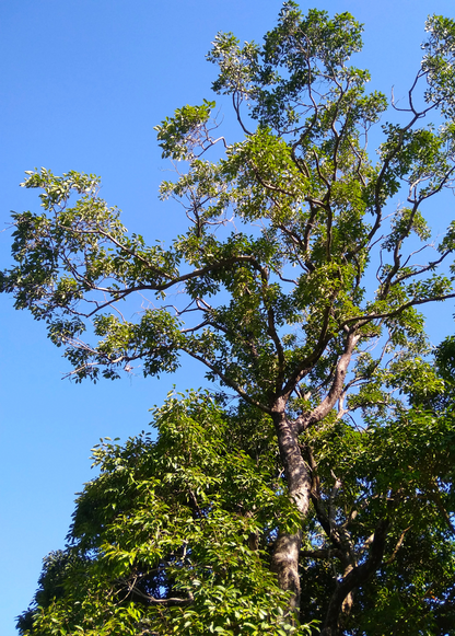 Jamun (Syzygium cumini) - Tampa Home & Garden Store