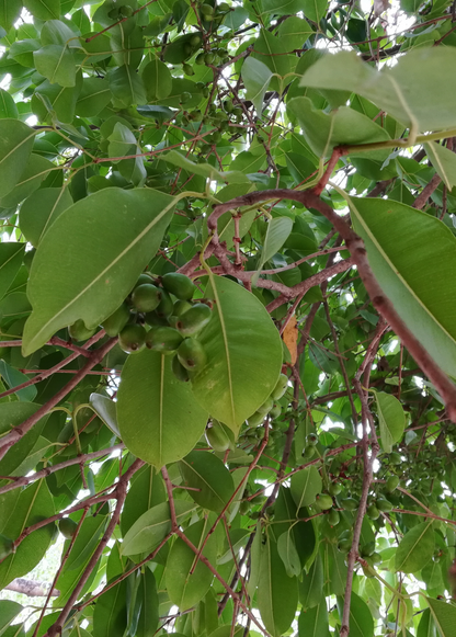 Jamun (Syzygium cumini) - Tampa Home & Garden Store