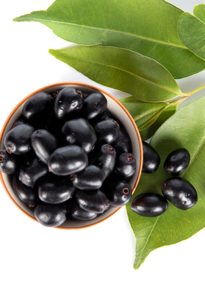Jamun (Syzygium cumini) - Tampa Home & Garden Store