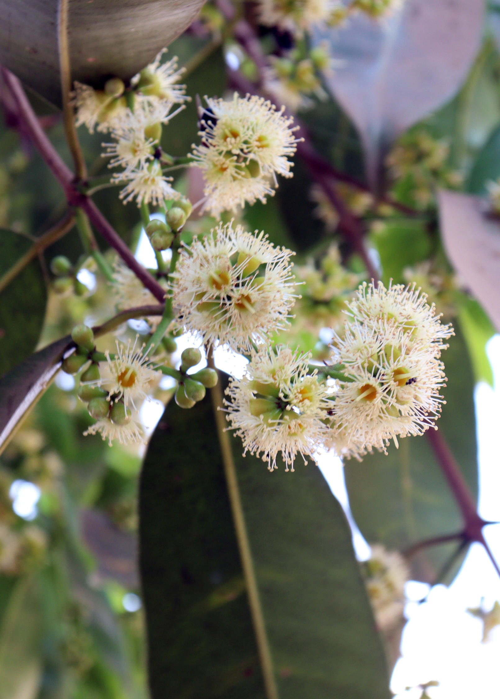 Jamun (Syzygium cumini) - Tampa Home & Garden Store