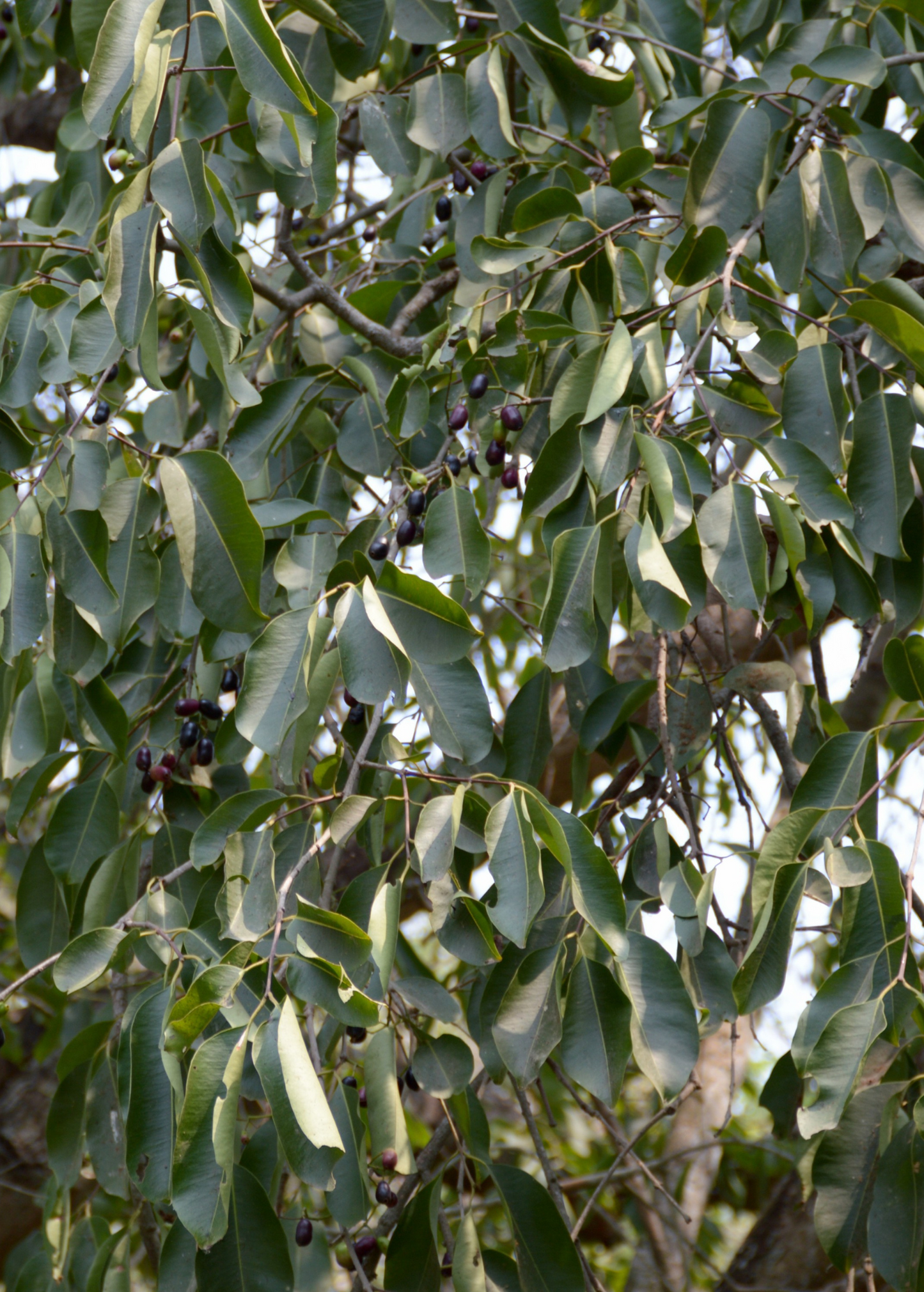 Jamun (Syzygium cumini) - Tampa Home & Garden Store
