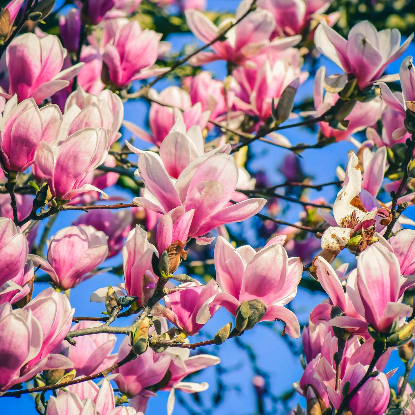 Jane Magnolia plant pink blossoms on branches, indoor/outdoor plant by Live Good Logistics on Tampa Home & Garden Store
