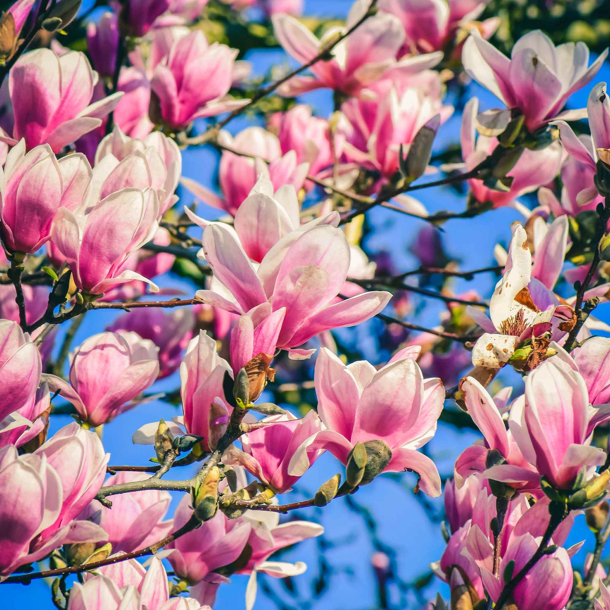 Jane Magnolia plant pink blossoms on branches, indoor/outdoor plant by Live Good Logistics on Tampa Home & Garden Store