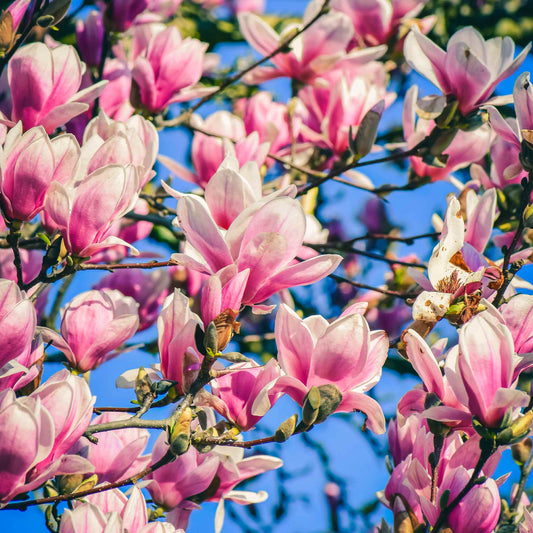 Jane Magnolia plant pink blossoms on branches, indoor/outdoor plant by Live Good Logistics on Tampa Home & Garden Store