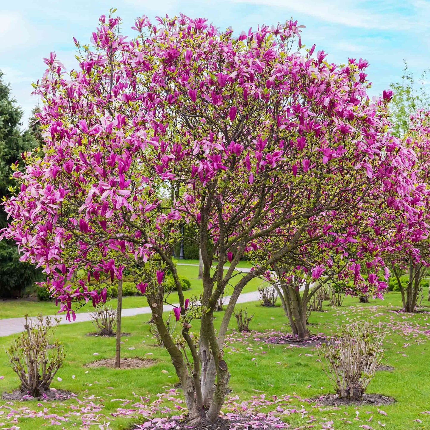 Jane Magnolia plant with pink blossoms on a multi-stem tree by Live Good Logistics on Tampa Home & Garden Store