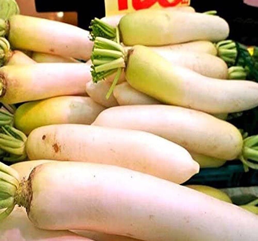 Japanese Daikon Seeds - Daikon Radish Seeds - Japanese Radish - Non-Gmo - Tampa Home & Garden Store