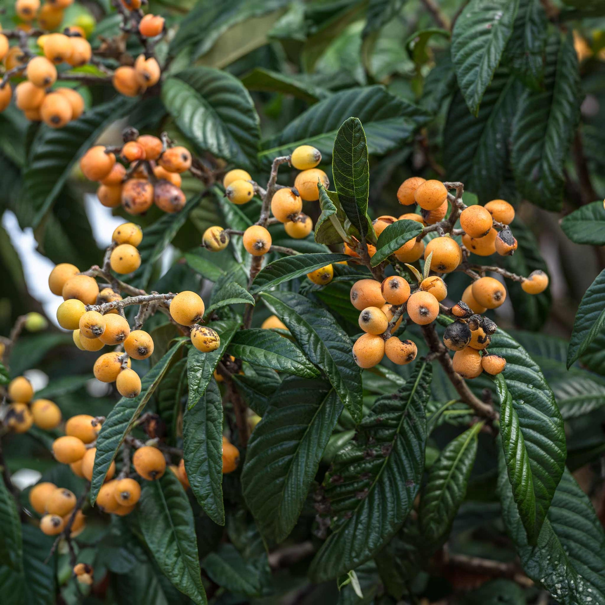 Japanese Loquat tree with yellow berries and glossy green leaves on Tampa Home & Garden Store