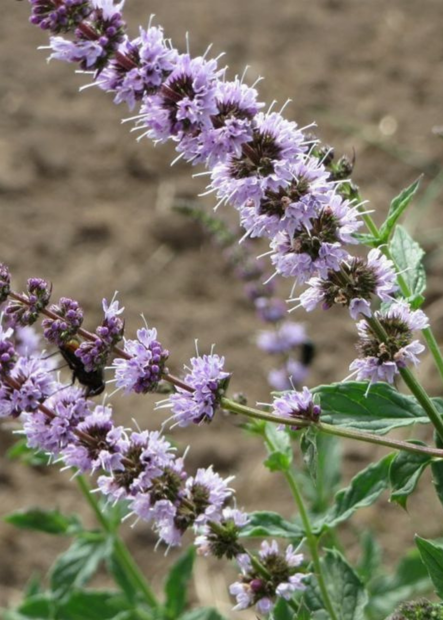 Japanese Catnip (Schizonepeta tenuifolia)