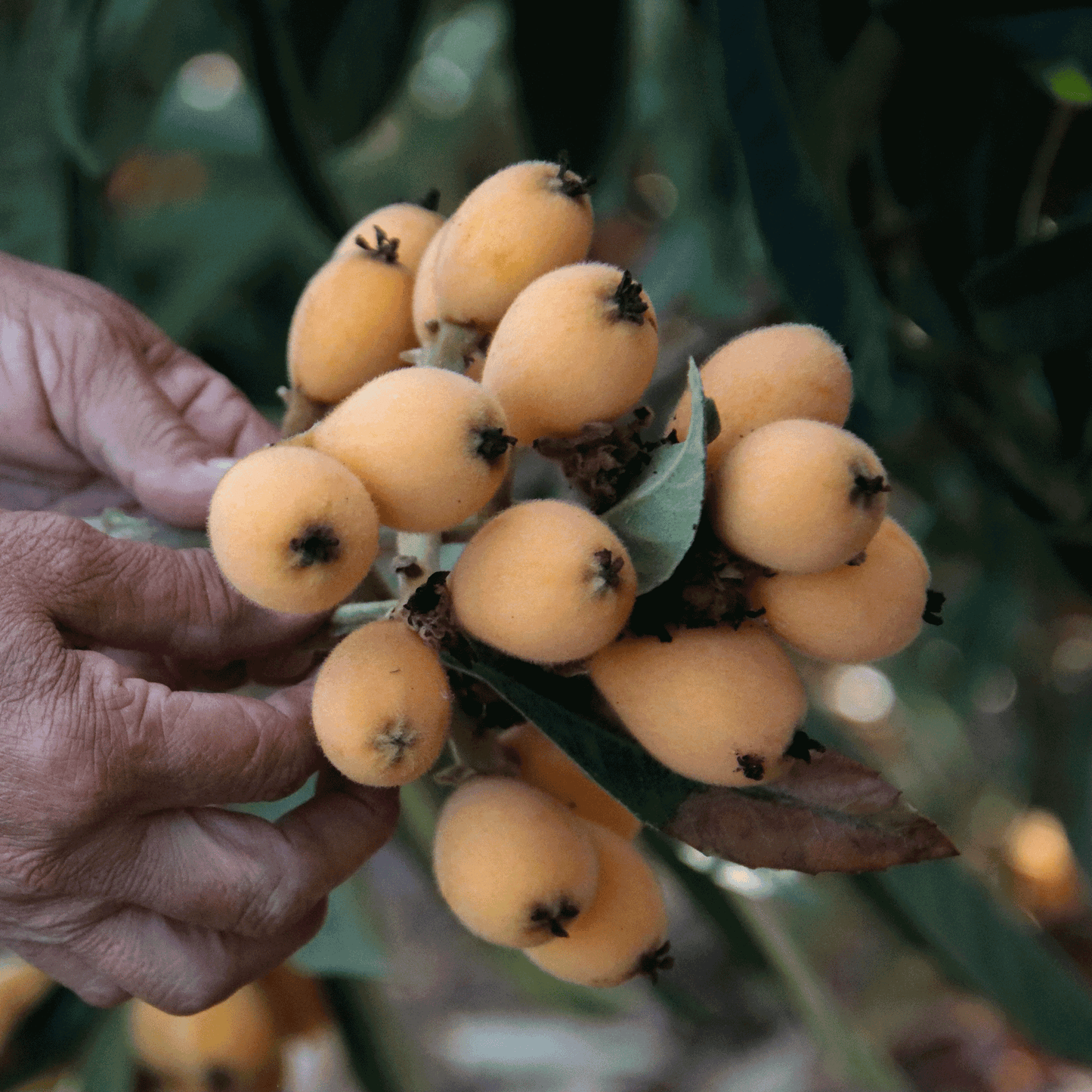 Japanese Loquat fruits in hand, fuzzy orange berries cluster on stem on Tampa Home & Garden Store