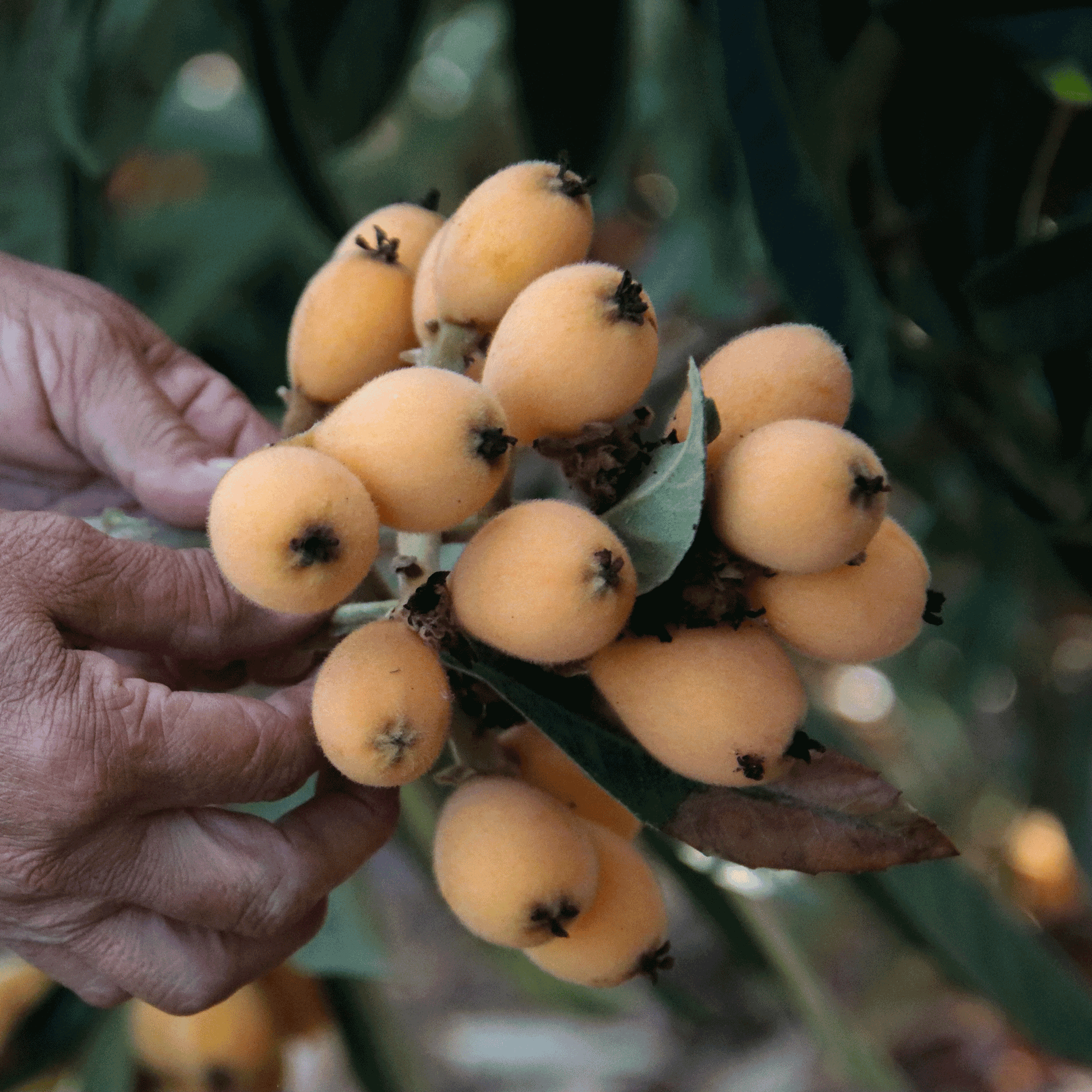 Japanese Loquat fruits in hand, fuzzy orange berries cluster on stem on Tampa Home & Garden Store