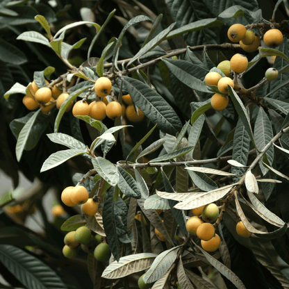 Japanese Loquat tree by Live Good Logistics with clusters of yellow fruit and long dark green leaves on Tampa Home & Garden Store