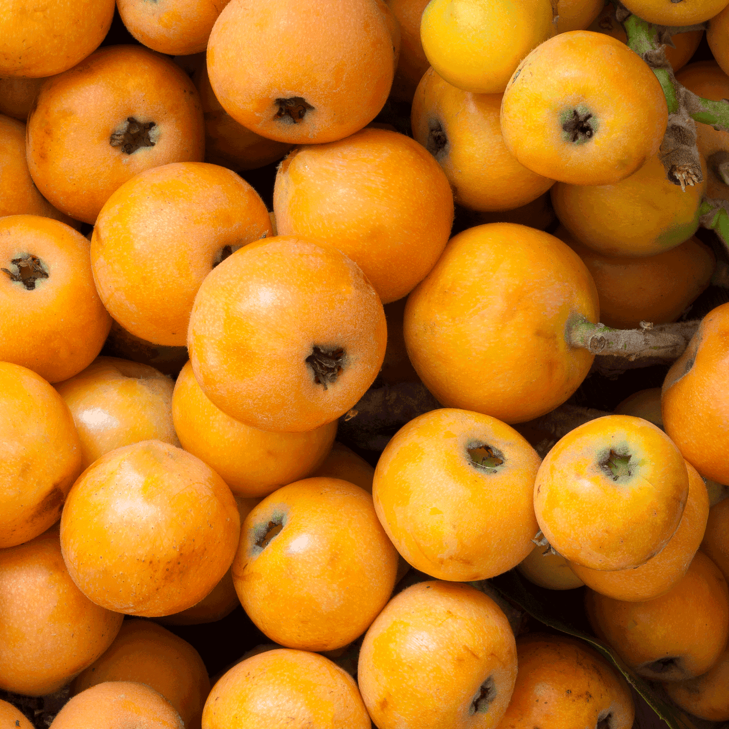 Japanese Loquat fruits in a dense orange-yellow pile from Live Good Logistics on Tampa Home & Garden Store