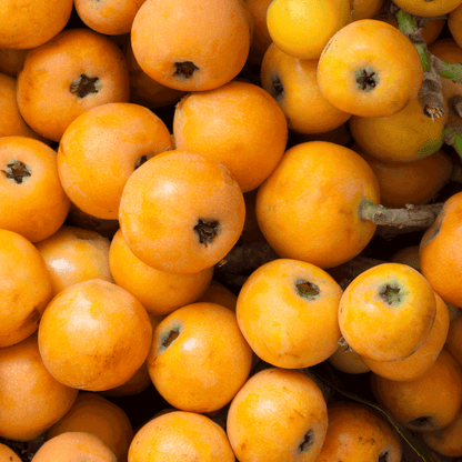 Japanese Loquat fruits in a dense orange-yellow pile from Live Good Logistics on Tampa Home & Garden Store