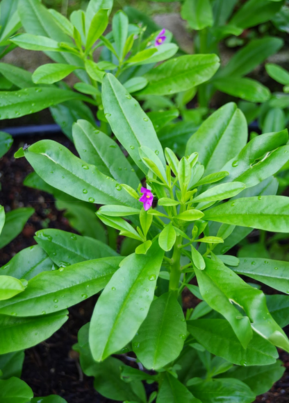Java Ginseng (Talinum paniculatum) - Tampa Home & Garden Store