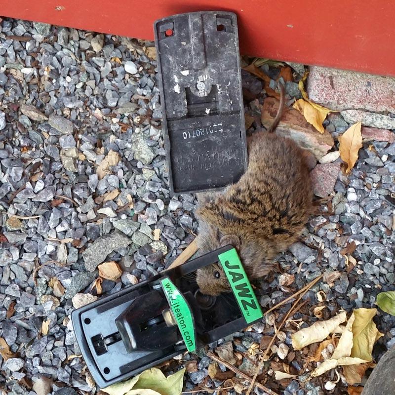 Jawz Mouse Trap - Tampa Home & Garden Store