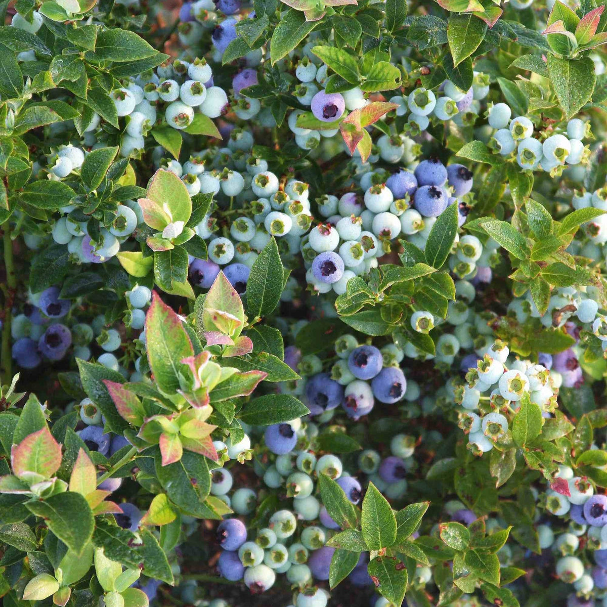Jelly Bean Blueberry plant with blue to purple berries on a shrub from Live Good Logistics on Tampa Home & Garden Store
