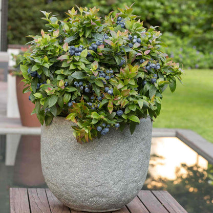 Jelly Bean Blueberry plant in a textured gray concrete pot with blue berries and green leaves on Tampa Home & Garden Store