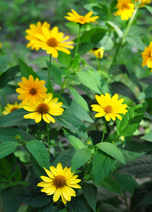 Jerusalem Artichoke Plant (Helianthus tubersosus)