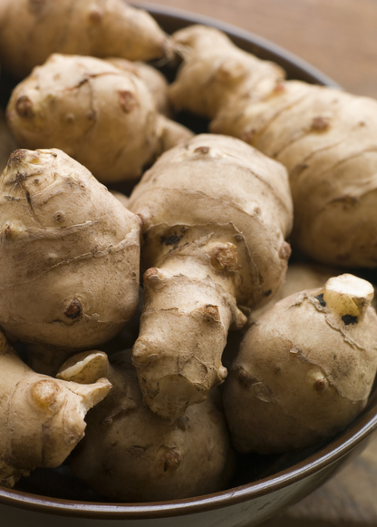 Jerusalem Artichoke Plant (Helianthus tubersosus)