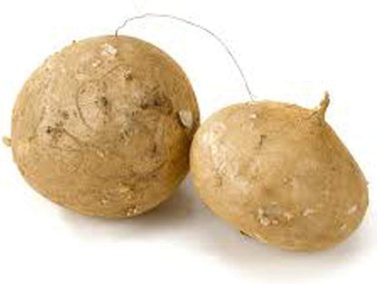 Jicama Root Seeds - 20 Large Seeds - Tampa Home & Garden Store