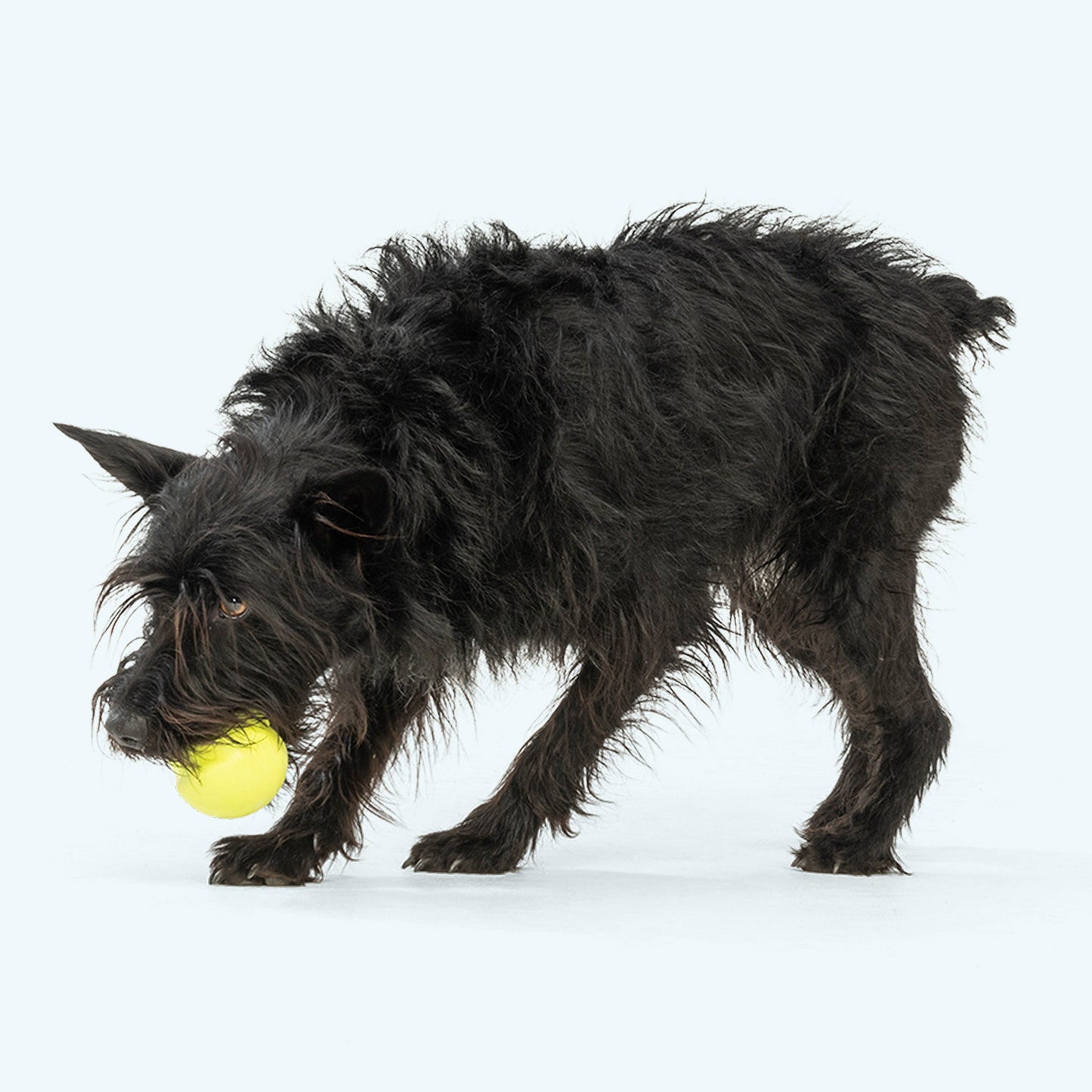 Jive Durable Chew Ball for Tough Chewers