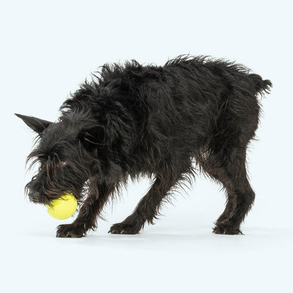 Jive Durable Chew Ball for Tough Chewers