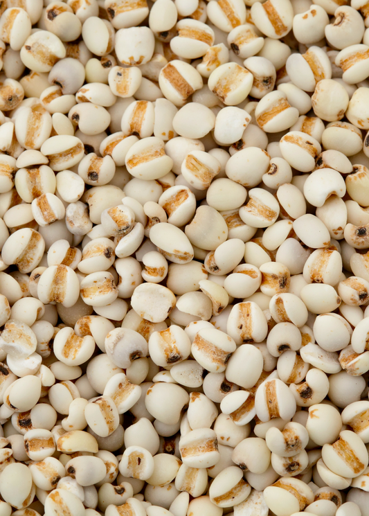 Job's Tears (Coix lacryma-jobi) - Tampa Home & Garden Store