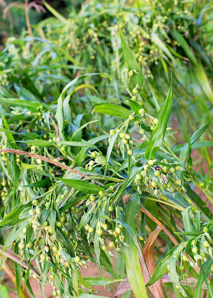 Job's Tears (Coix lacryma-jobi) - Tampa Home & Garden Store