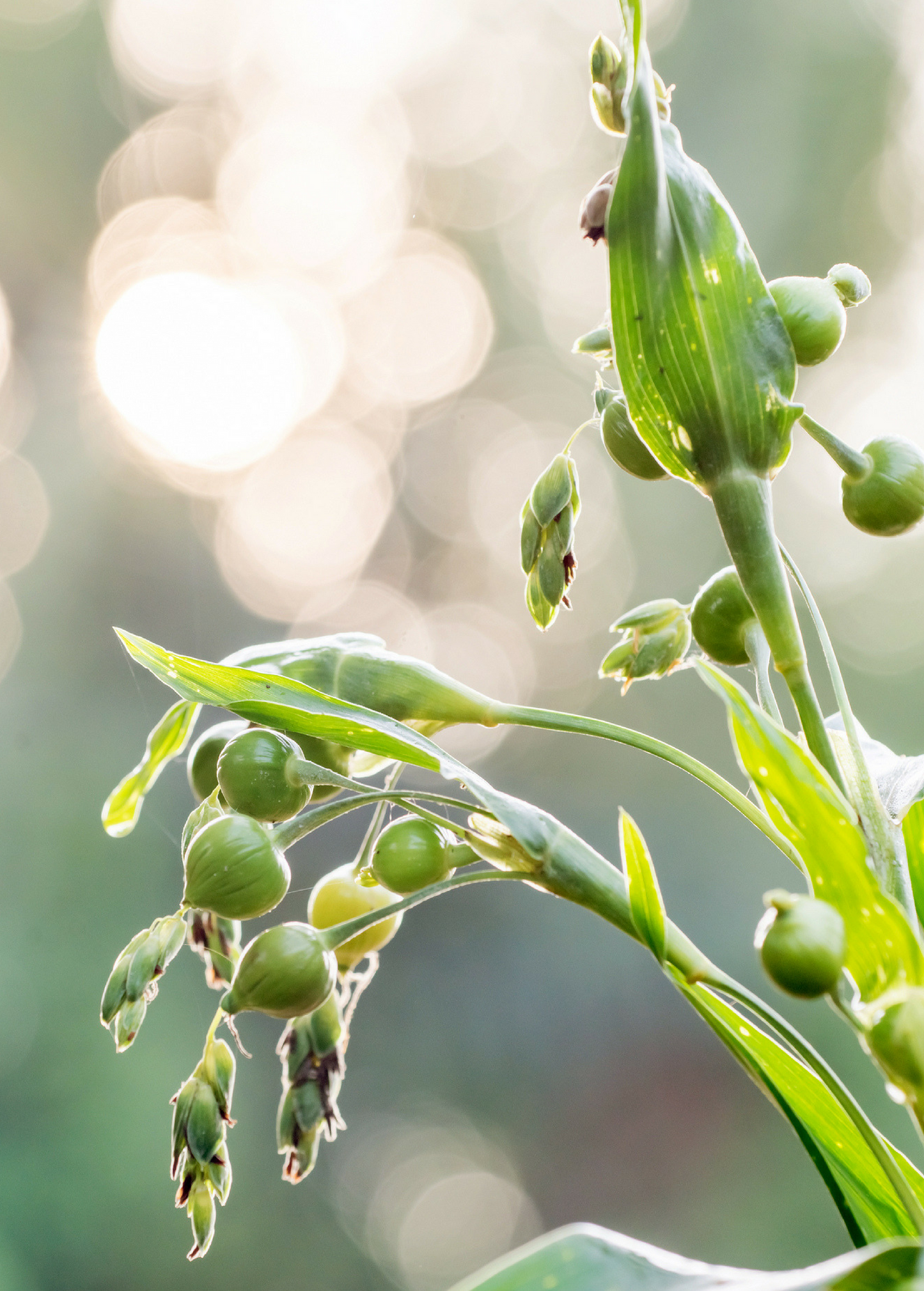 Job's Tears (Coix lacryma-jobi) - Tampa Home & Garden Store
