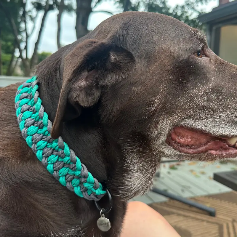 Josephine Braid Handmade Dog Collar - Customize Your Colors - Tampa Home & Garden Store