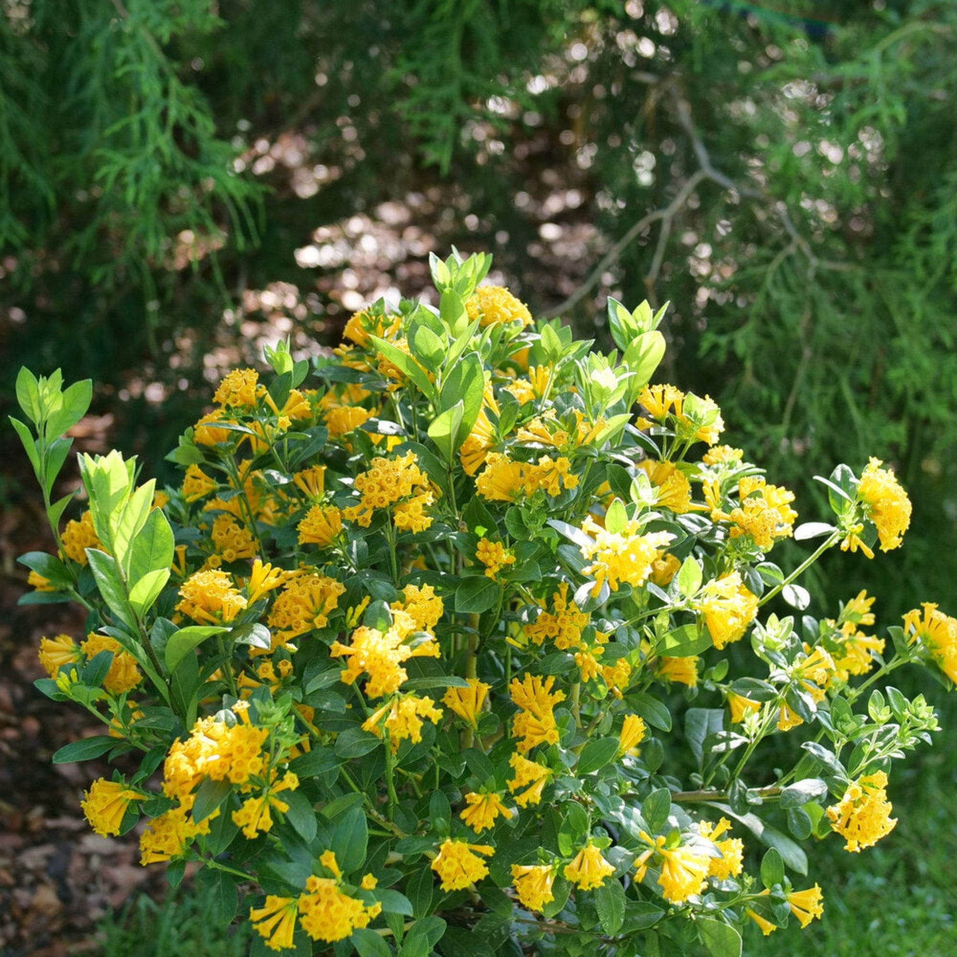 Juiced® Orange Jessamine plant with bright yellow blossoms and glossy green leaves on Tampa Home & Garden Store