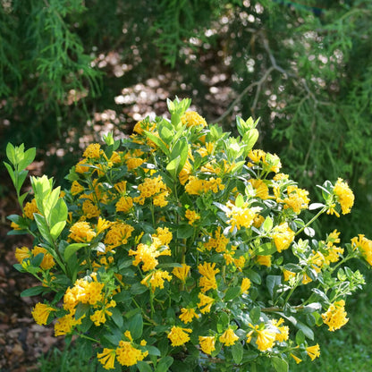 Juiced® Orange Jessamine plant with bright yellow blossoms and glossy green leaves on Tampa Home & Garden Store