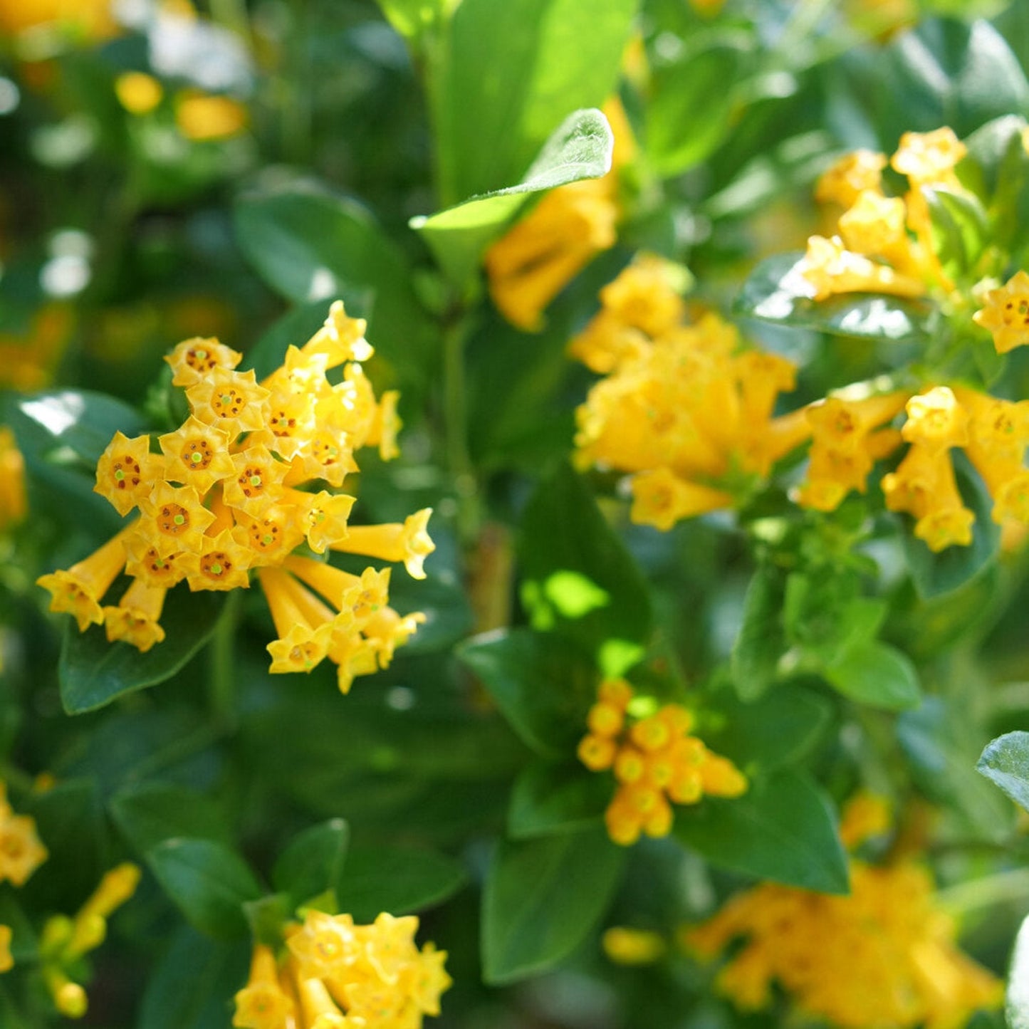 Juiced® Orange Jessamine plant with bright yellow flower clusters and glossy green leaves on Tampa Home & Garden Store