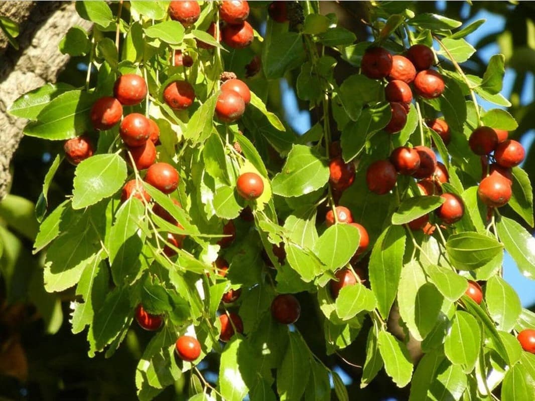 Jujube - 10 Seeds - Ziziphus Jujuba Fruit Tree - Tampa Home & Garden Store