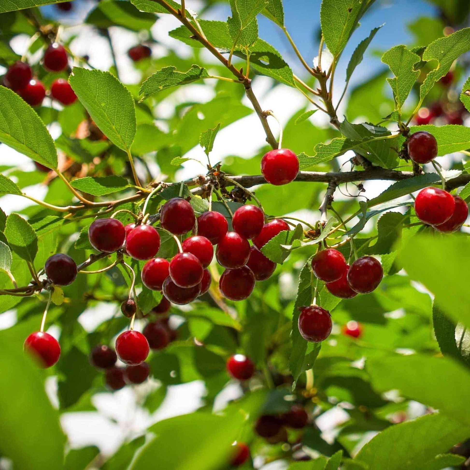 Romeo and Juliet cherry trees bearing bright red cherries on lush green leaves on Tampa Home & Garden Store