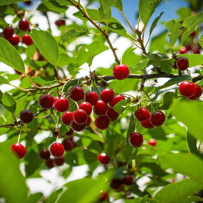 Romeo and Juliet cherry trees bearing bright red cherries on lush green leaves on Tampa Home & Garden Store
