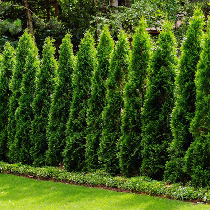 Junior Giant Thuja Tree plant, bright green evergreen hedge along lawn by Live Good Logistics on Tampa Home & Garden Store