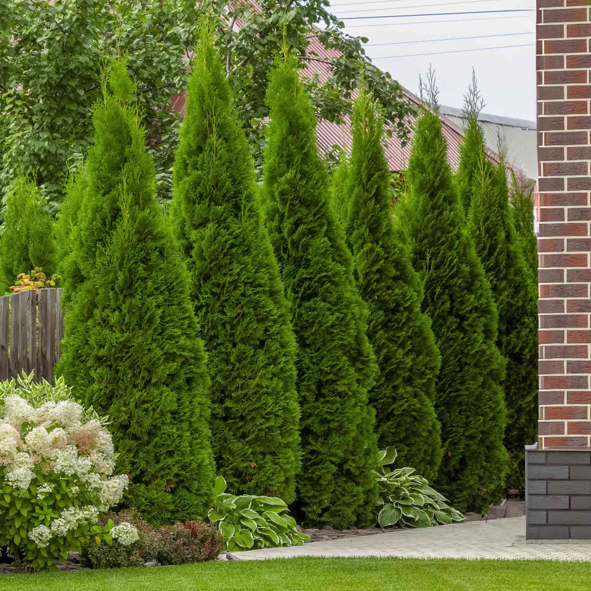 Junior Giant Thuja Tree plant: tall evergreen conifers create a dense hedge by a brick wall on Tampa Home & Garden Store