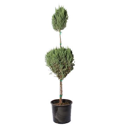 Blue Point Juniper Topiary in a black plastic pot with tall trunk and dense blue-green foliage on Tampa Home & Garden Store