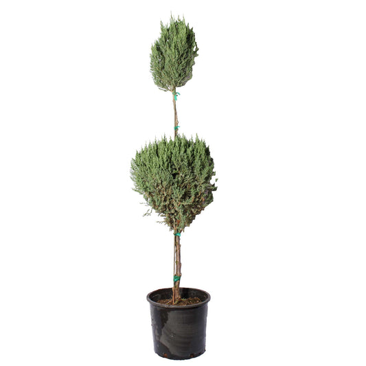 Blue Point Juniper Topiary in a black plastic pot with tall trunk and dense blue-green foliage on Tampa Home & Garden Store
