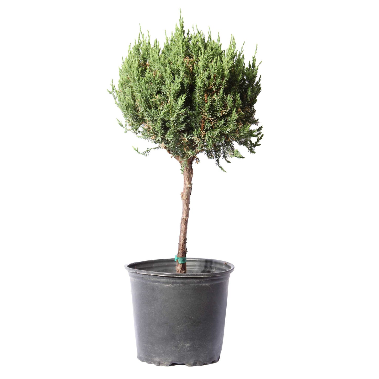 Blue Point Juniper Topiary in a black pot green foliage Live Good Logistics Indoor/Outdoor on Tampa Home & Garden Store