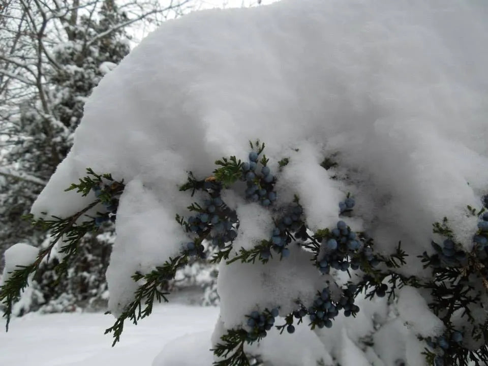 Juniper Evergreen Salve snow-covered juniper branches with blue berries on Tampa Home & Garden Store
